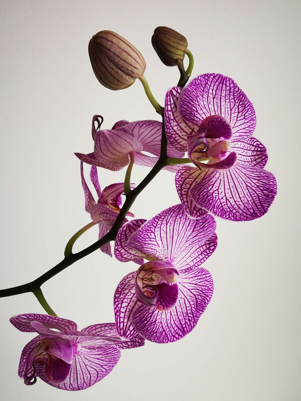Detalle de una orquídea phalaenopsis de pétalos magenta