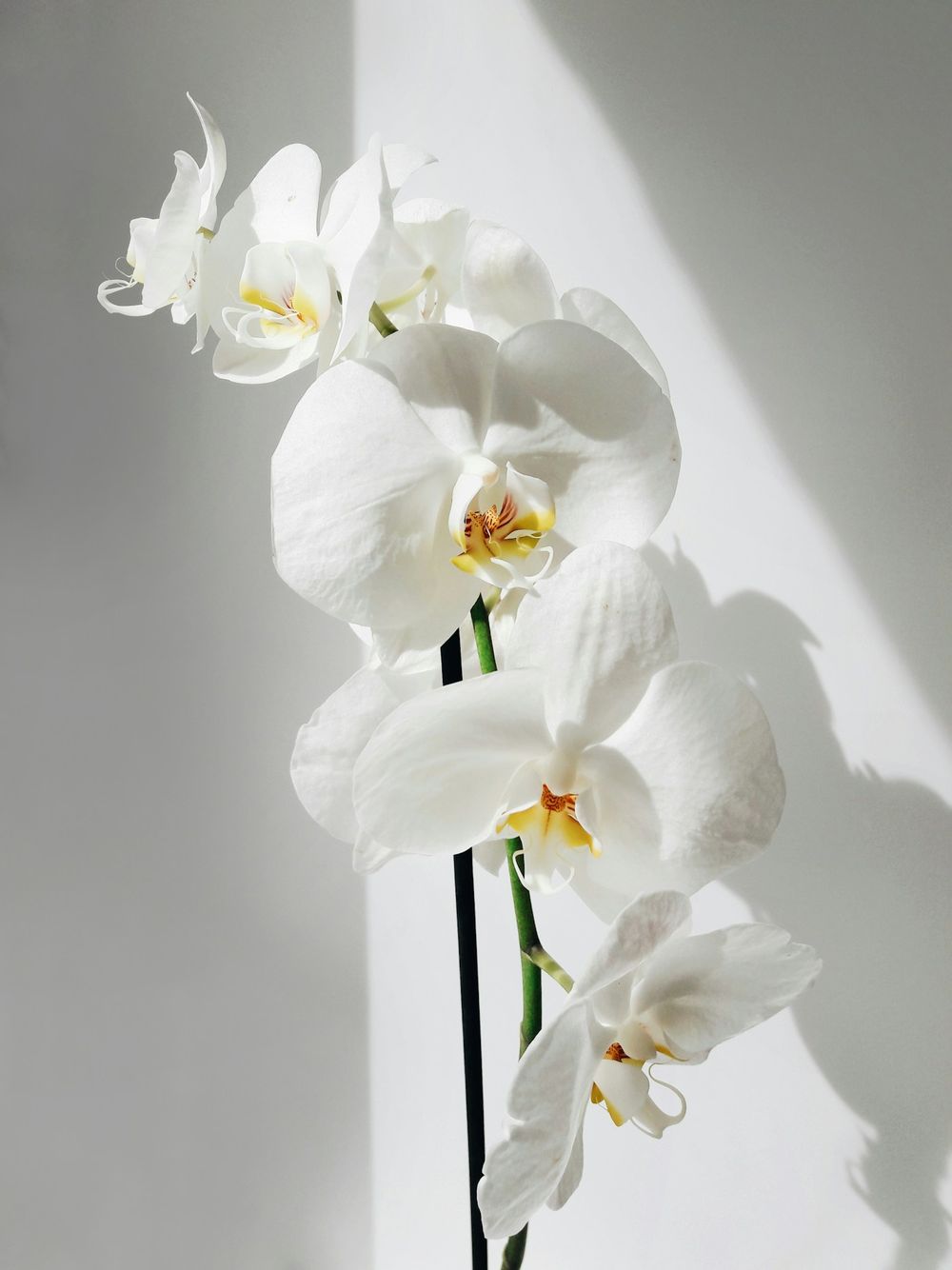 Orquídea en flor, fotografía ilustrativa del servicio de diagnóstico