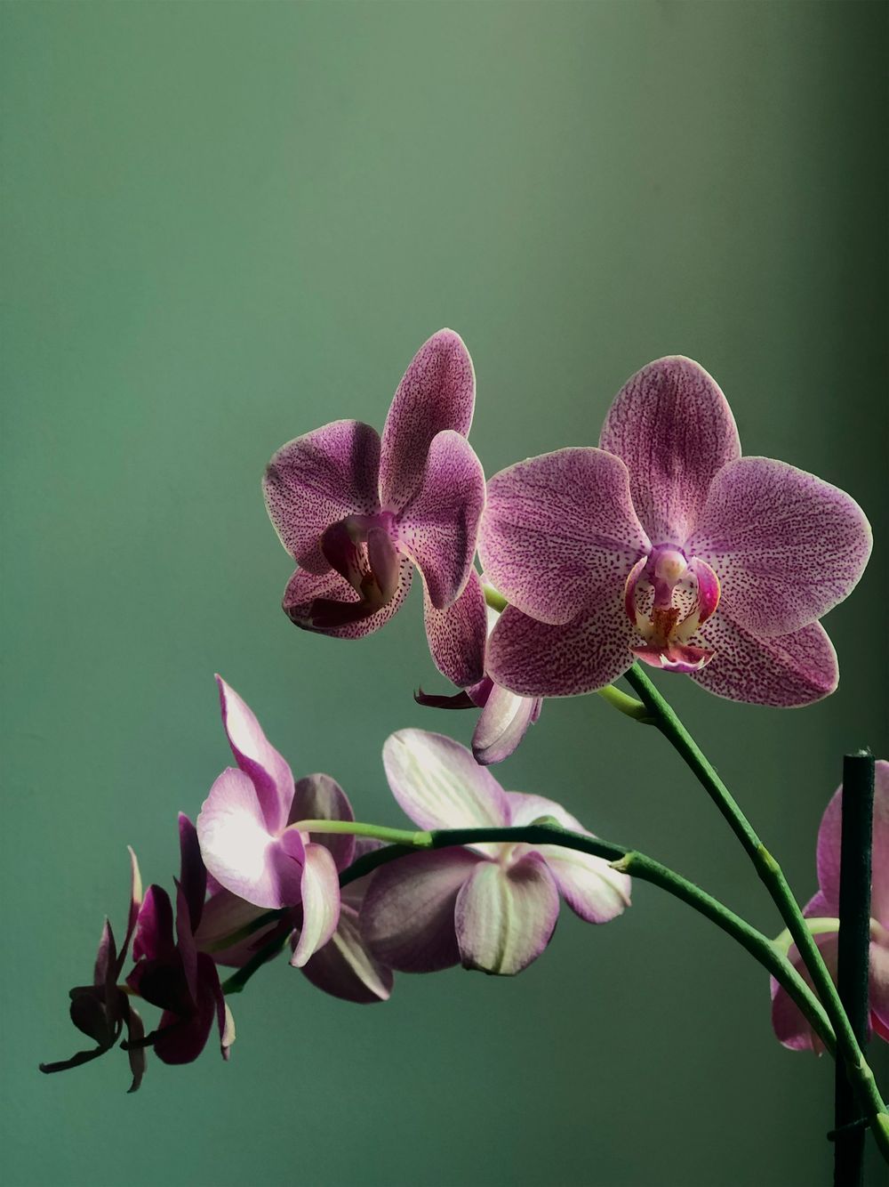 Orquídea en flor, fotografía ilustrativa del servicio de mantenimiento