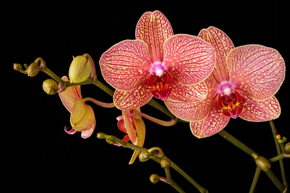 Orquídea en flor, fotografía ilustrativa del servicio de trasplante